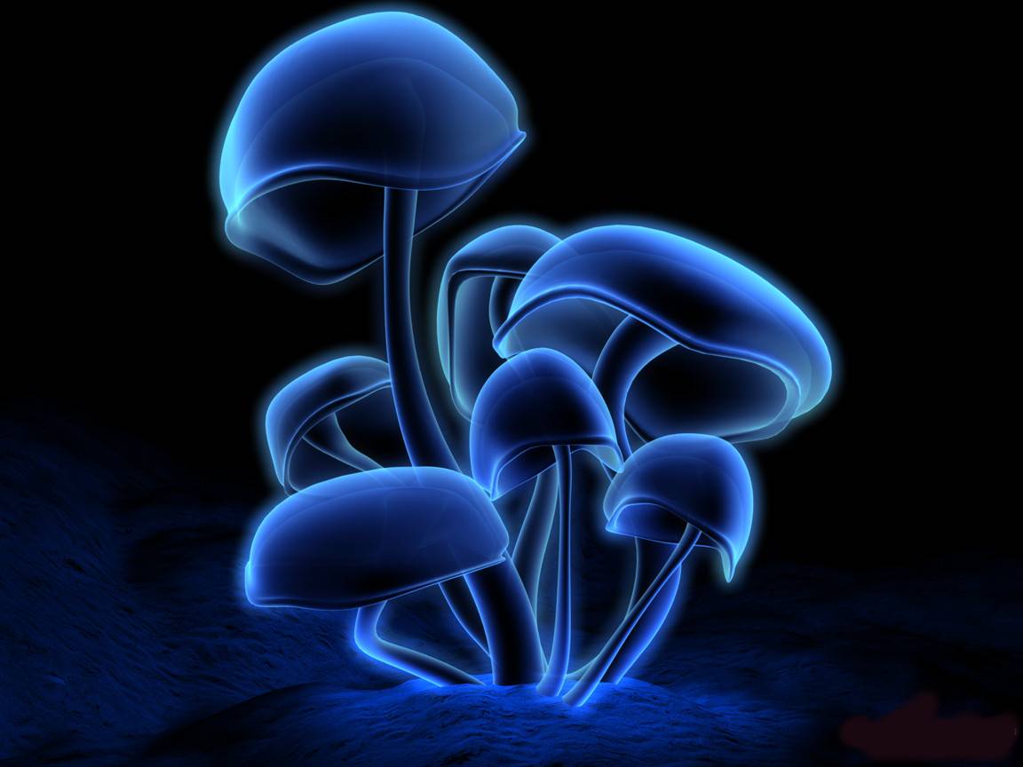 mushrooms_1152x864.jpg